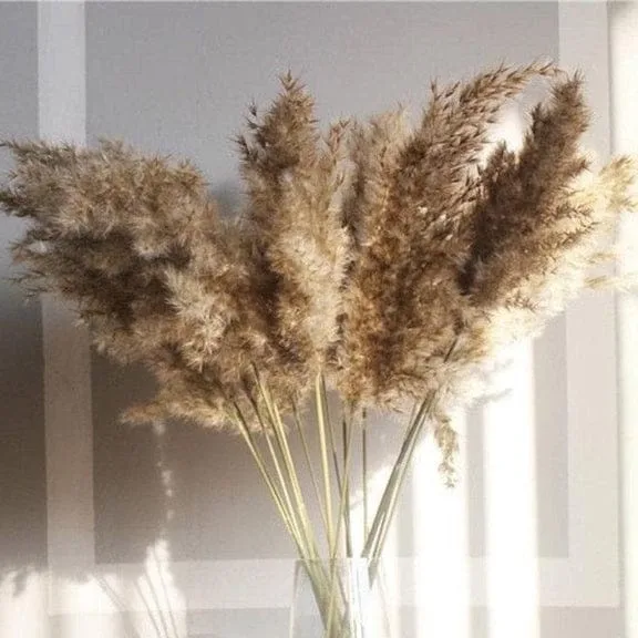 Naturally Dried Pampas Stems (Brown) - Set Of 10 size 3 ft view 2