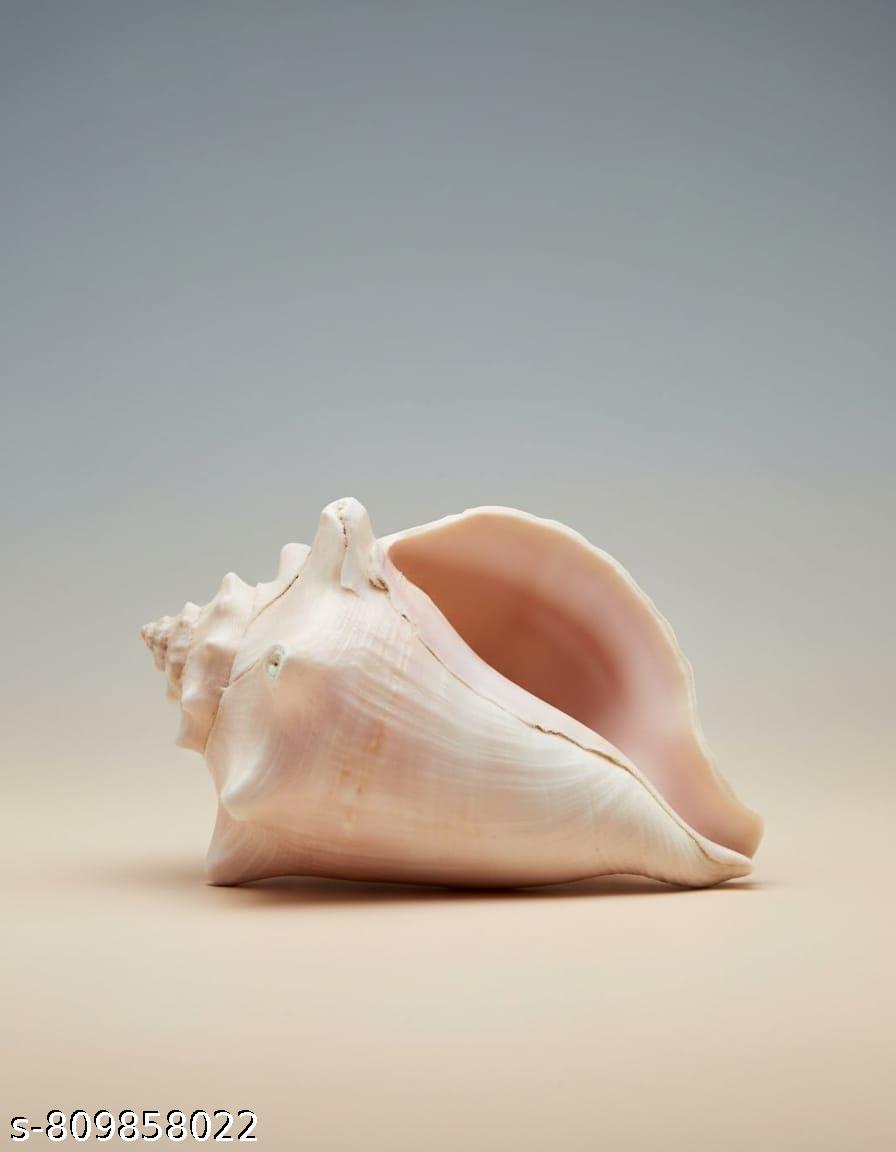Natural Decorative Conch Shell view 1