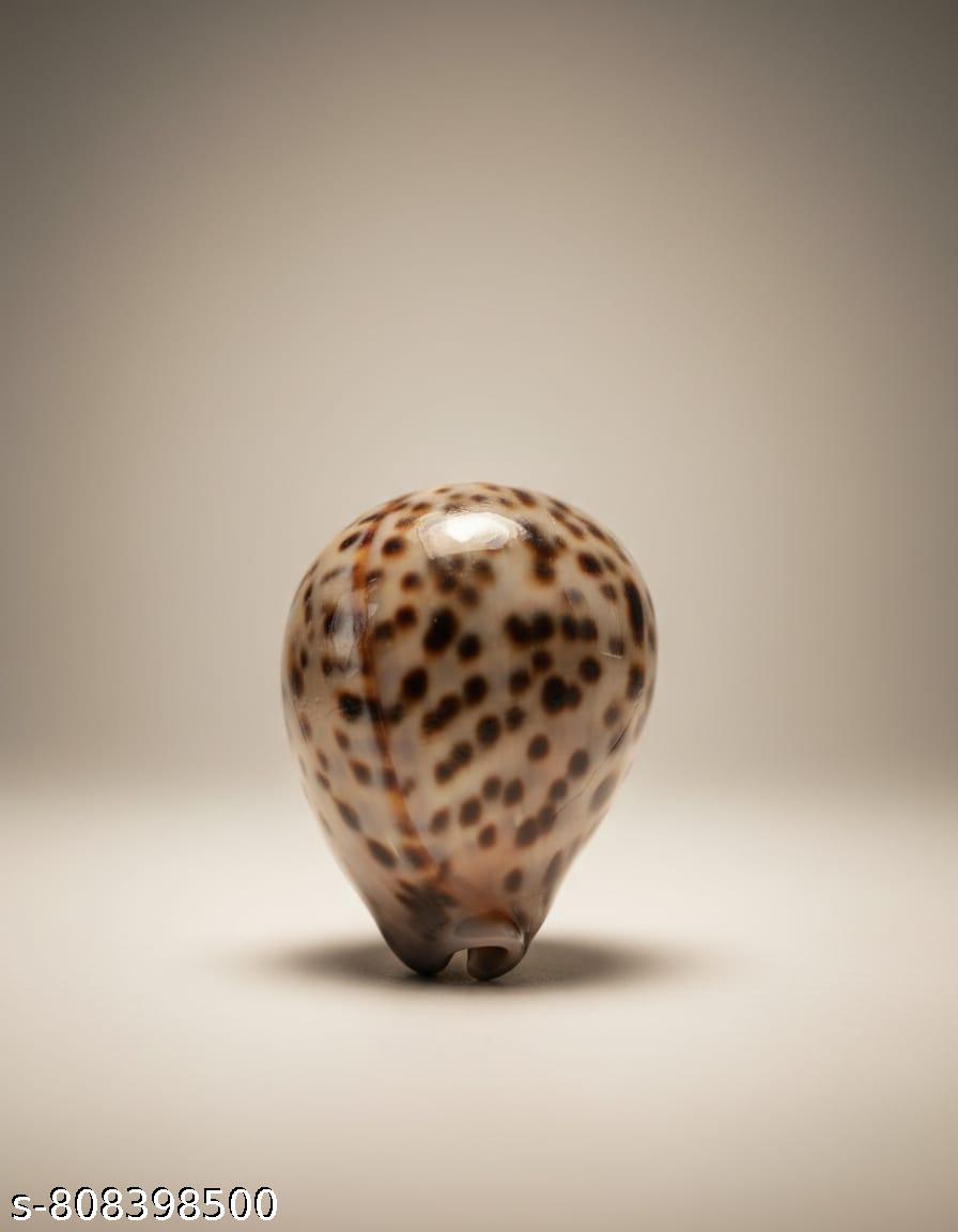 Polka Dot Decorative Sea Shell view 1